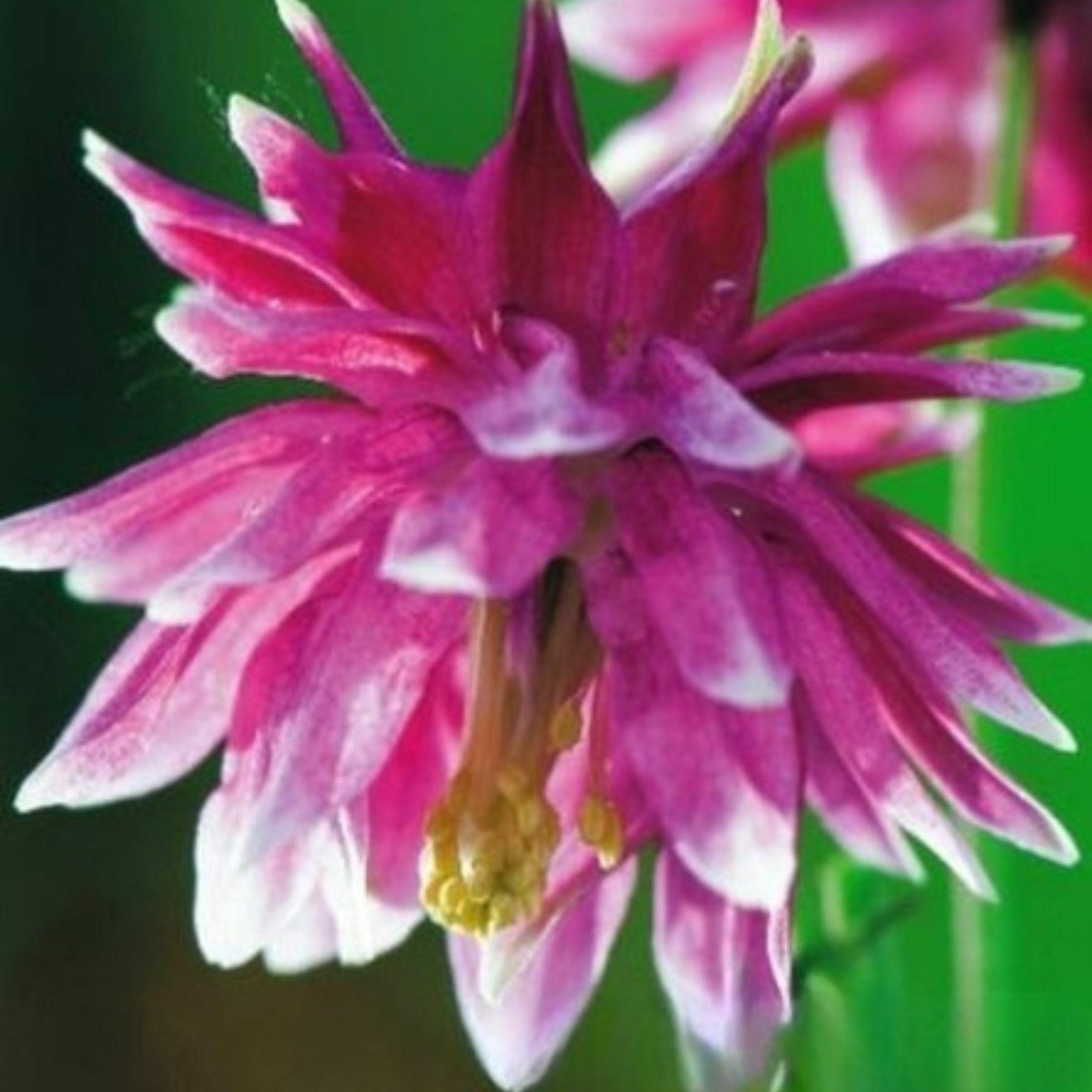 Benex Akelei Rhizom Staude Aquilegia Gemeine Akelei Wald-Akelei Nora Barlow 1 St.