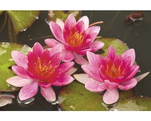 Seerose FloraSelf Nymphaea marliaceae 'Attraction' Ø 18 cm Topf