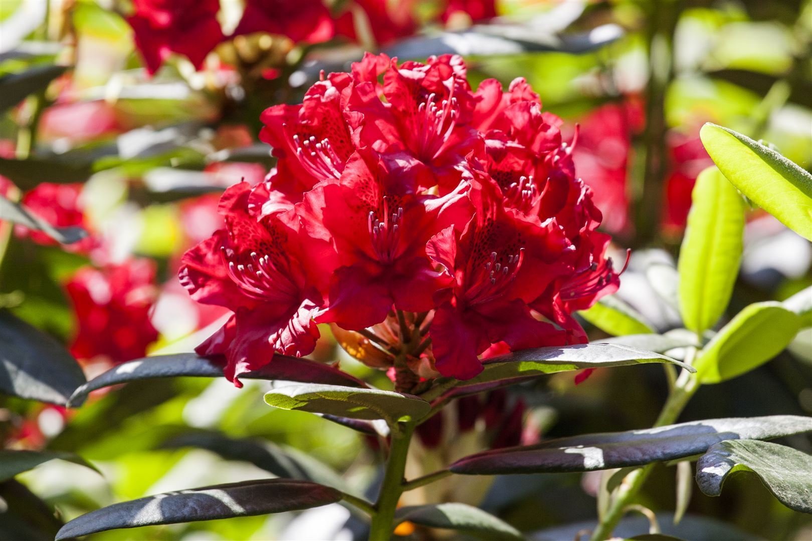 Pflanzen-für-dich.de Rhododendron Hybr. 'Vulcan', Rhododendron, leuchtend rot, 40–50 cm