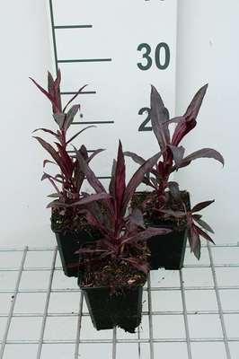 GRDplanten 6 x Lobelia xspec. 'Russian Princess' - Lobelie - Topf 9 x 9 cm