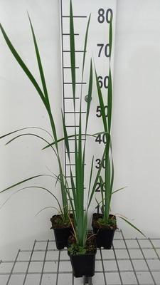 GRDplanten 6 x Iris sib. 'White Swirl' - Schwertlilie - Topf 9 x 9 cm