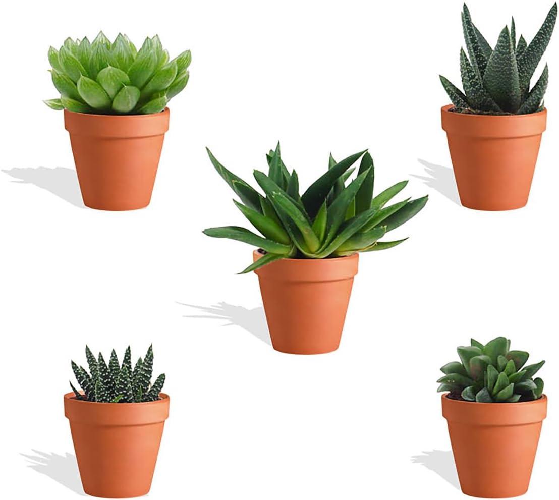 Mydoo DutchLeafs Haworthia Mix 5 Stück Verschiedene Mini-Sukkulenten im Ø 7 cm Terrakotta Blumentopf - Asphodeloideae Sukkulent Kleine Pflanzen Sammlung