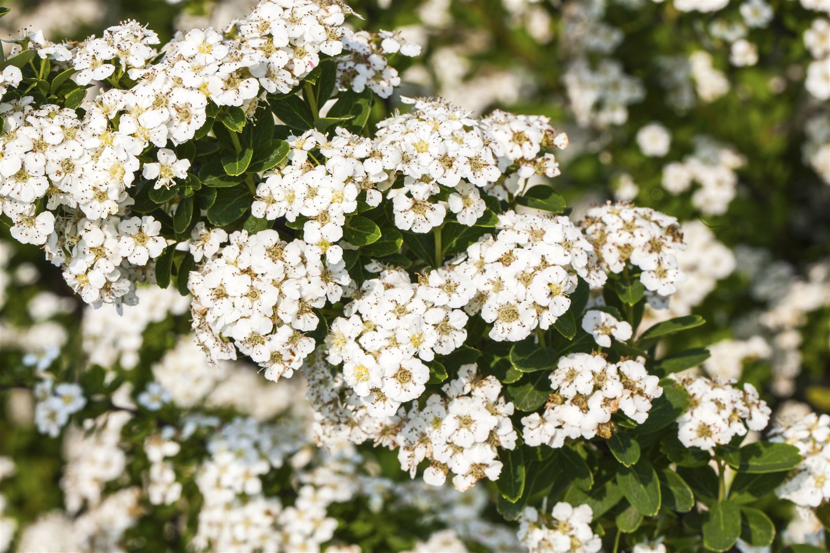 Pflanzen-für-dich.de Spiraea nipponica 'Halward's Silver', Japanische Spiere, weiß, 40–60 cm 233608766747