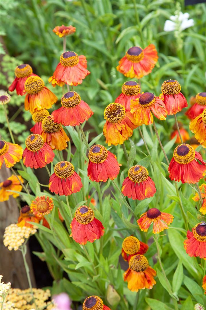 Pflanzen-für-dich.de Helenium x cult. 'Sahin's Early Flowerer', Sonnenbraut, ca. 11x11 cm Topf