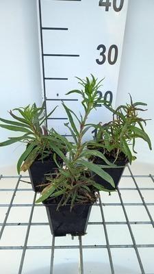 GRDplanten 6 x Gypsophila pan. 'Flamingo' - Gypsophila - Topf 9 x 9 cm