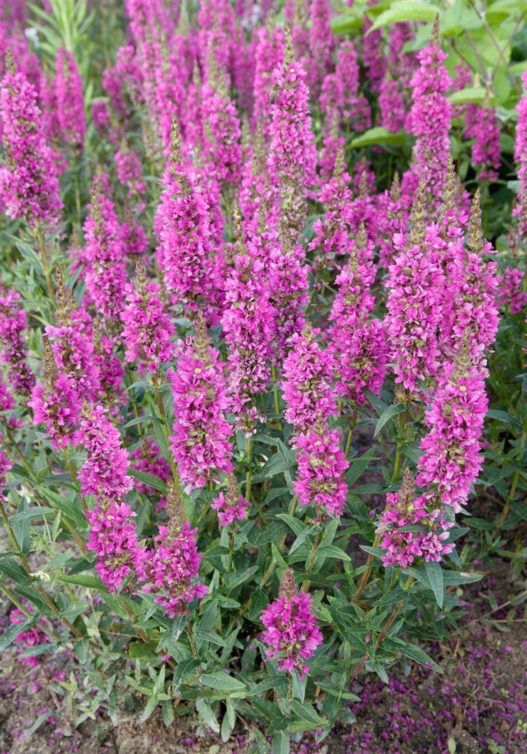 Pflanzen-für-dich.de Lythrum salicaria 'Robert', Blutweiderich, rosa, ca. 11x11 cm Topf SANA002438