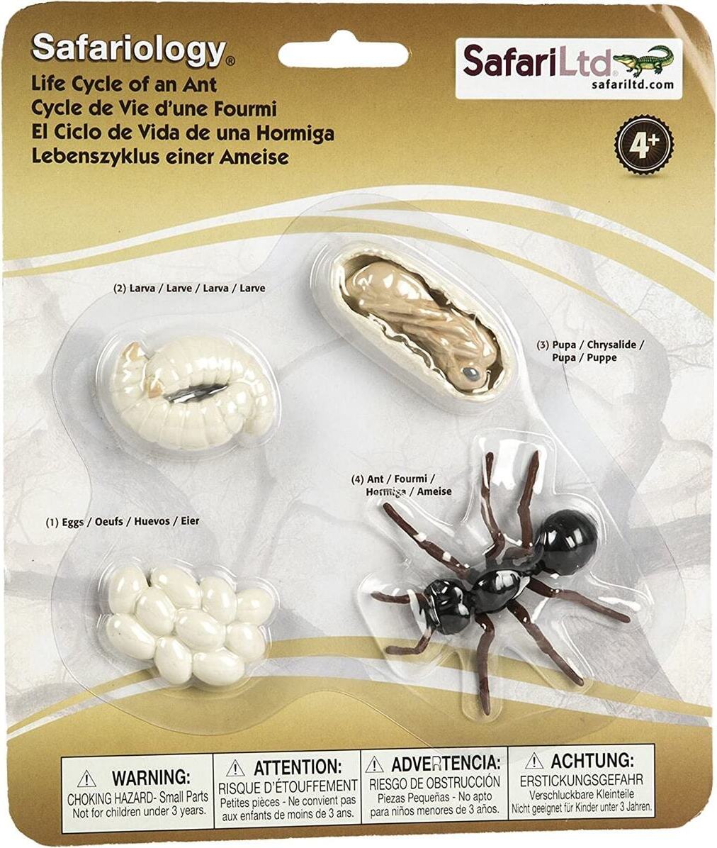 Safari S663916 - Lebenszyklus der Ameise