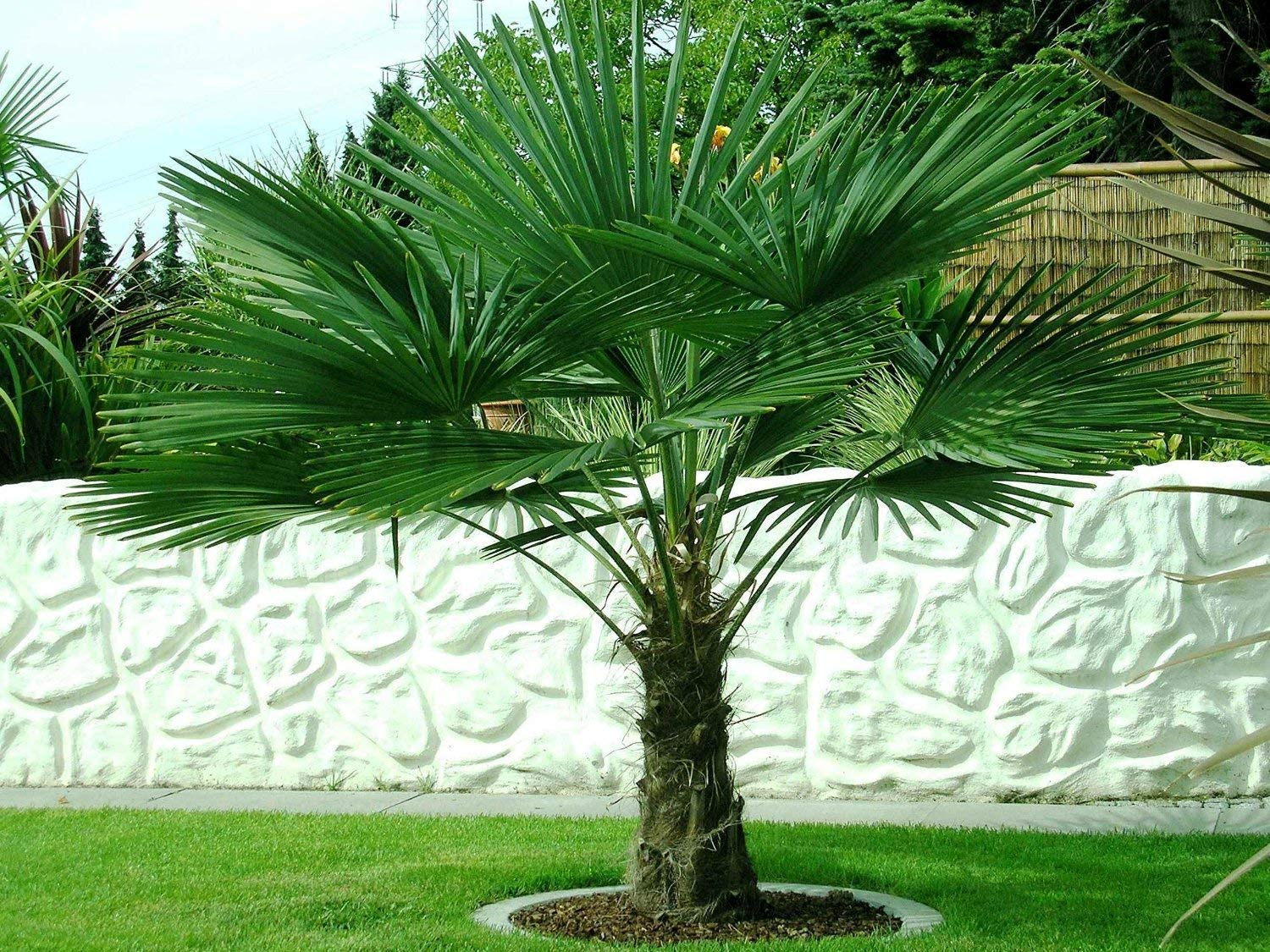 Chinesische Hanfpalme Trachycarpus fortunei Topf-Ø 21 cm Höhe 80-90 cm 