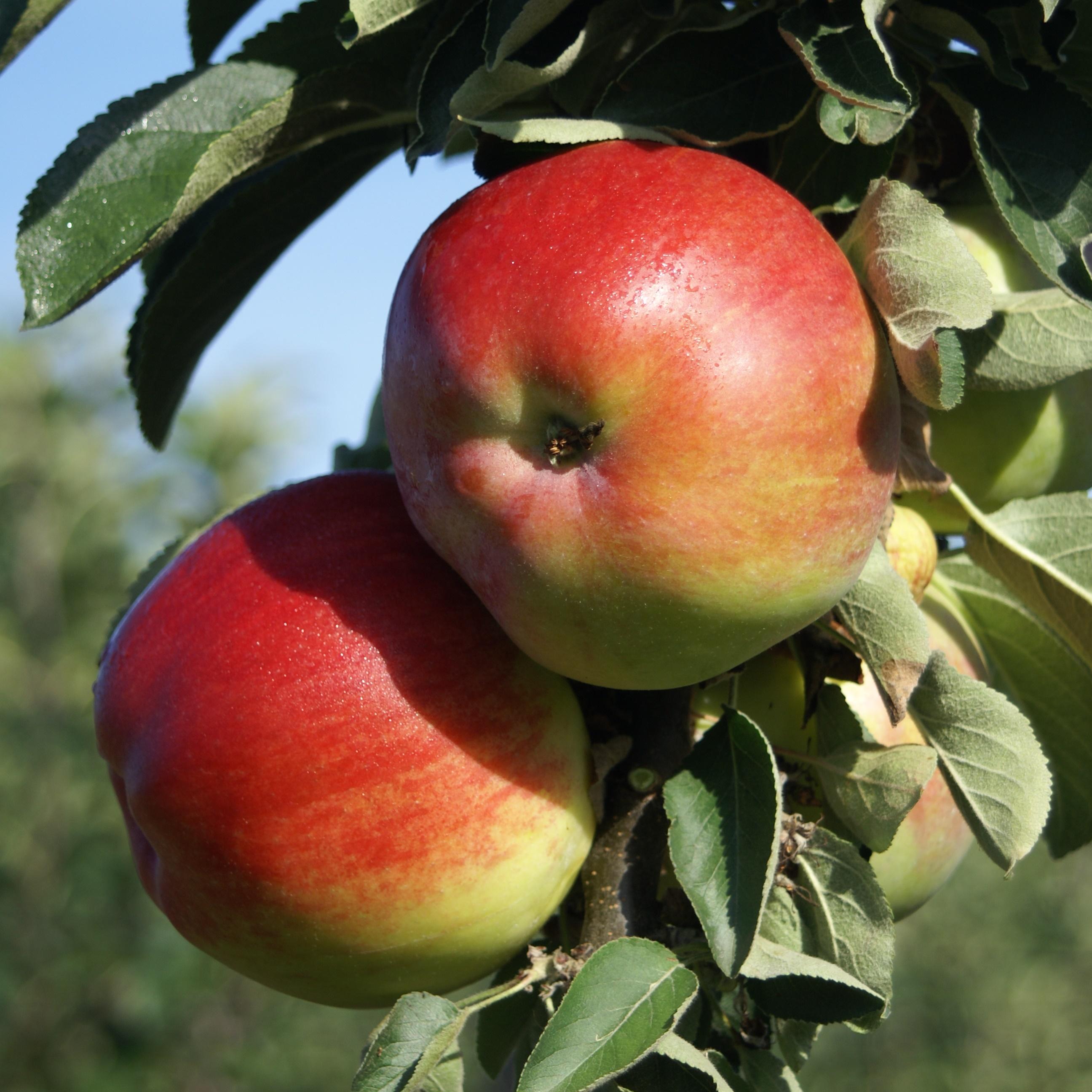 Müllers Grüner Garten Shop Säulenapfel 1a-plant Finn (S) zweijährig 80-120 cm 7,5 LTopfballen 8341-002