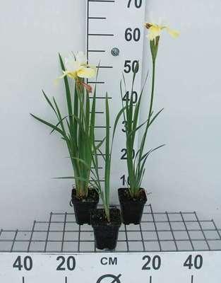 GRDplanten 6 x Iris sib. 'Snow Queen' - Schwertlilie - Topf 9 x 9 cm