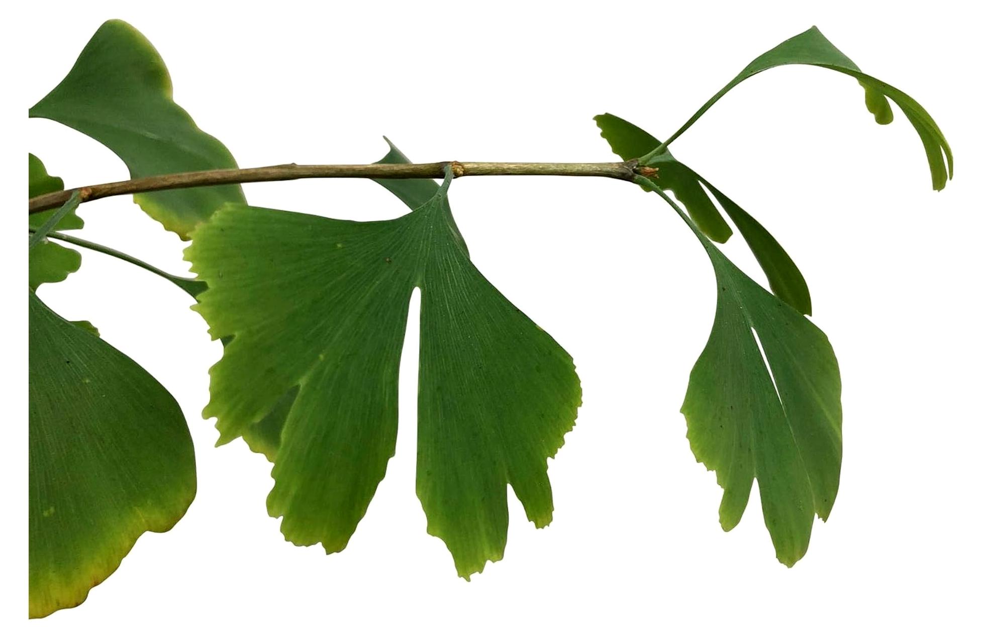 Markenlos Ginkgo - Ginkgo biloba - 3 frische Samen
