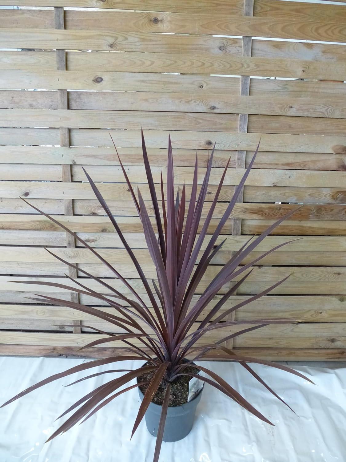 Palmenlager] Cordyline australis "Red Star" 90 cm - Pot 17