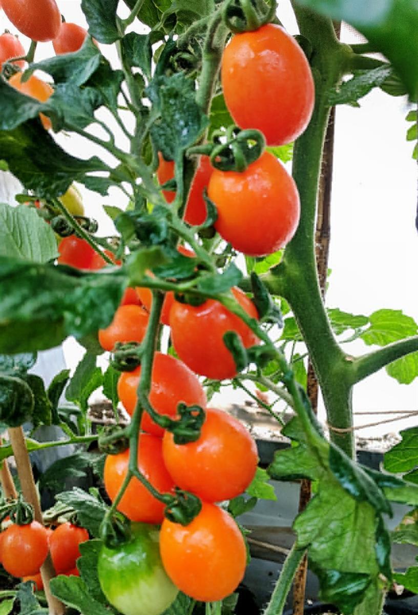 SATIMEX Quedlinburg Tomate Oringa F1 Oliventomate