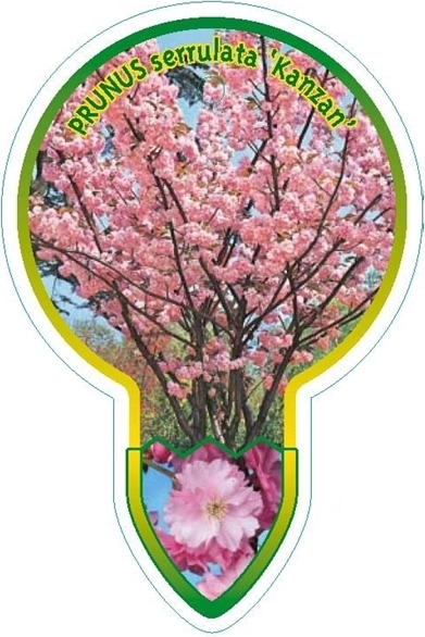 Blumen-Senf Japanische Nelkenkirsche Kanzan 100-120 cm – Prunus serrulata – Zierkirsche für Garten & Vorgarten im Topf