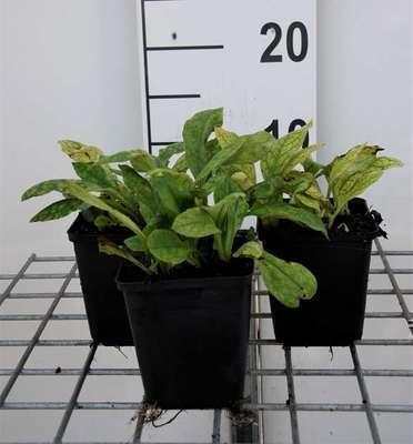 GRDplanten 6 x Pulmonaria ang. 'Azurea' - Braunelle - Topf 9 x 9 cm