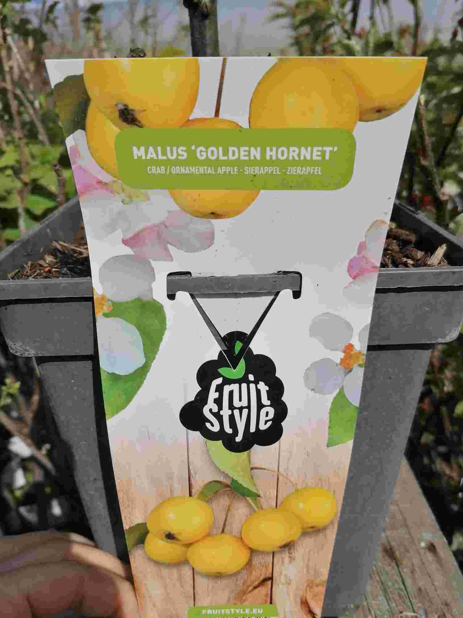 Blumen-Senf Zierapfel 'Golden Hornet' – Malus Zierapfelbaum gelb – winterhart, bienenfreundlich, Apfelbaum 100–120 cm inkl. Topf