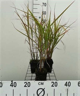 GRDplanten 6 x Miscanthus sin. 'Zebrinus' - Chinaschilf - Topf 9 x 9 cm