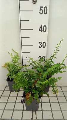 GRDplanten 6 x Polystichum acrostichoides - Weihnachtsfarn - Topf 9 x 9 cm