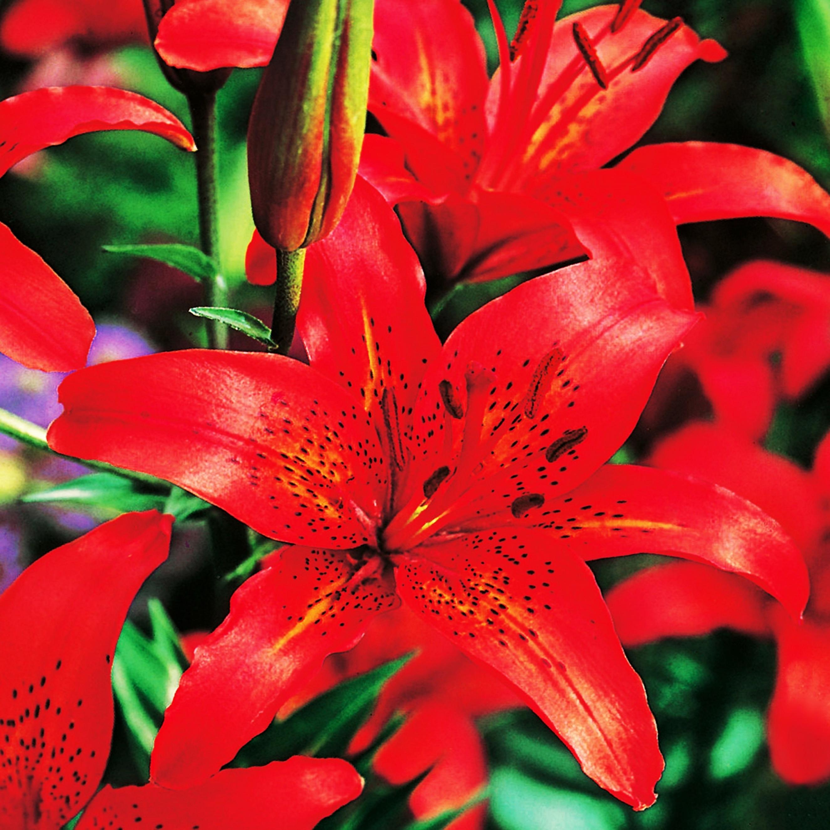 Benex Asiatische Lilie Lilium Zwiebel Blumen Asiatische Lilie Rot XXL 1 St.