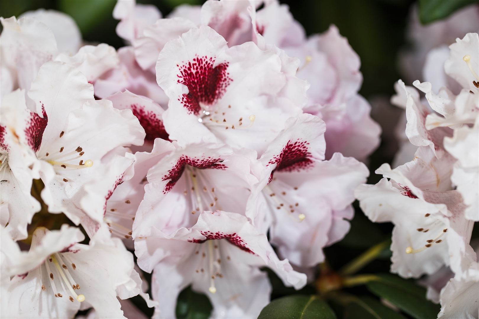 Pflanzen-für-dich.de Rhododendron Hybr. 'Graffito', Rhododendron, 40–50 cm