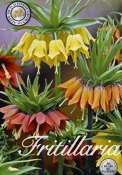 Fritillaria Imperialis Mix (2 Stück) | Fritillariazwiebeln von Sam van Schooten 10080-bl