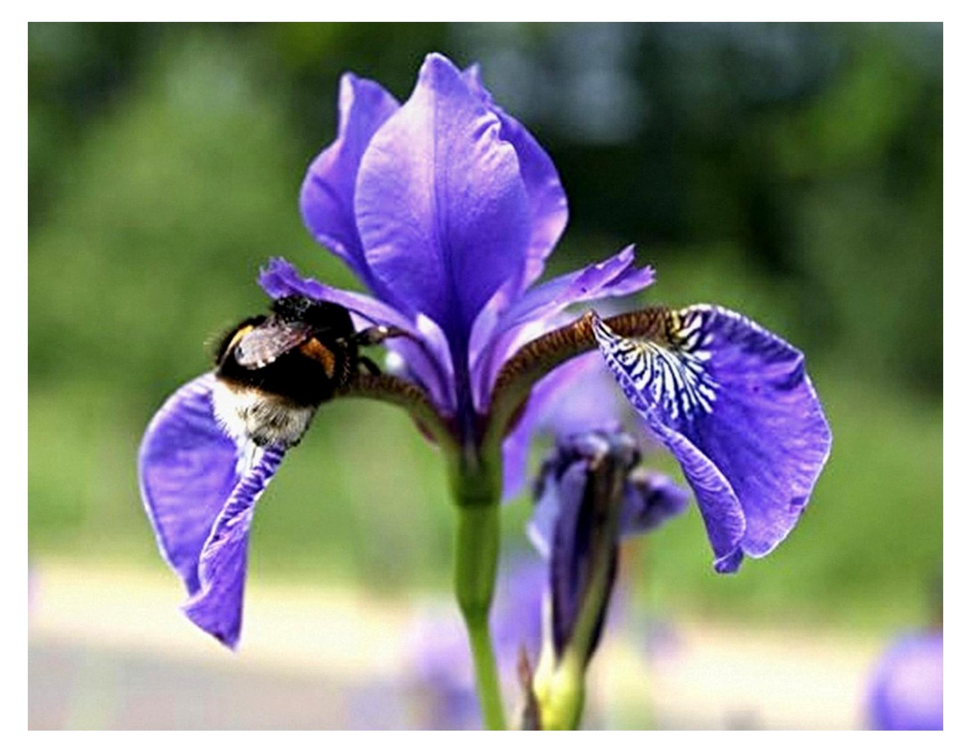 Markenlos 2er-Set - Iris laevigata - asiatische Sumpfschwertlilie - Sumpfiris, blau