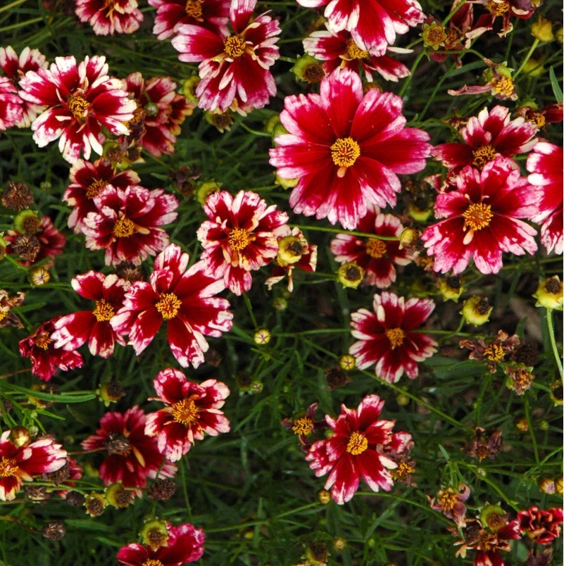 Arborix, grüner und billiger 6 x Coreopsis 'Ruby Frost' | Topf 9cm x 9cm VPL-CORFROST_124