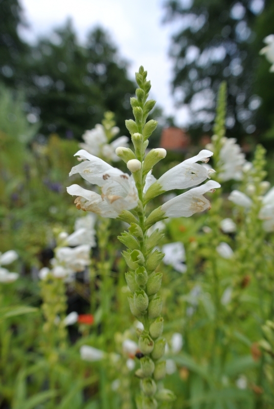 Fechner Pflanzen 6 x Weiße Gelenkblume / Etagenerika Alba - Tb 9