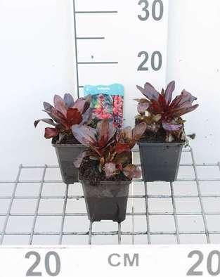 GRDplanten 6 x Lobelia cardinalis - Kardinalslobelie - Topf 9 x 9 cm