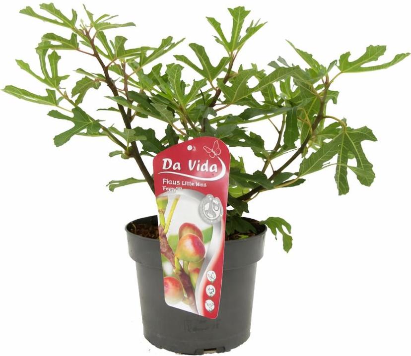 Blumen-Senf Zwergfeige Little Miss Figgy – Ficus carica – kompakter Feigenbaum für Balkon & Garten – 5L Topf
