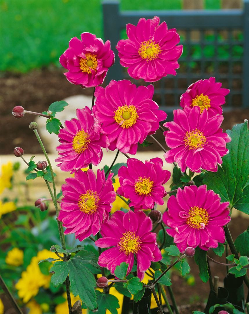 Pflanzen-für-dich.de Anemone japonica 'Pamina', Herbst-Anemone, rosa, ca. 9x9 cm Topf SANA000450