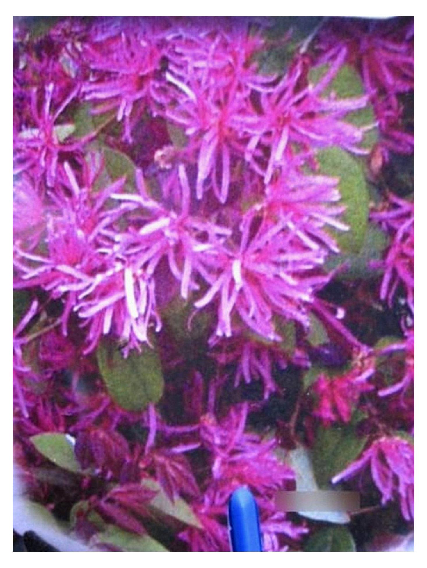 Markenlos Loropetalum chinense Fire Dance - Riemenblüte