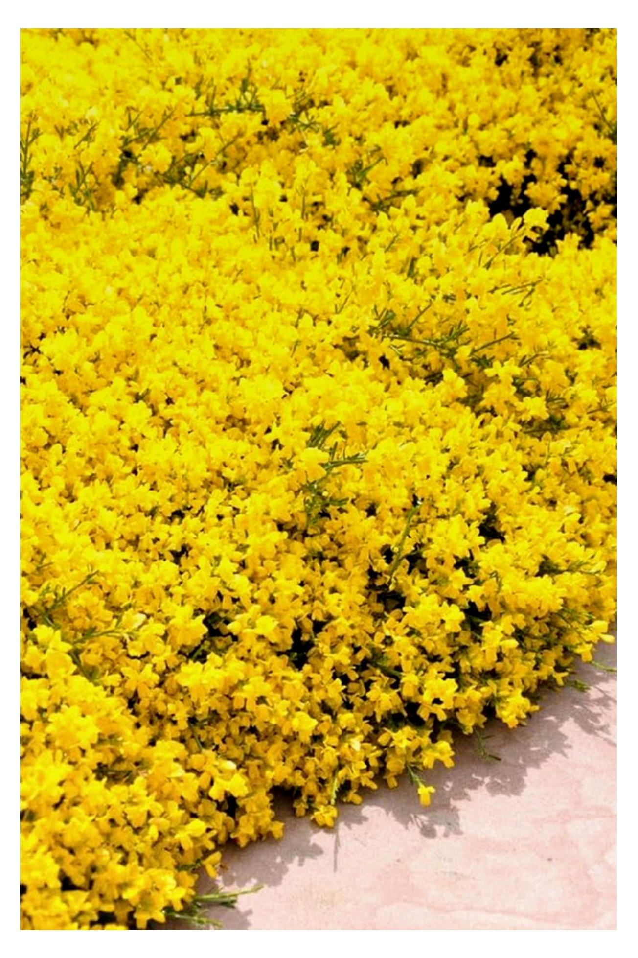 Markenlos Ginster `Lydia´, Genista, 30-40cm, im Topf, Gärtnerqualität