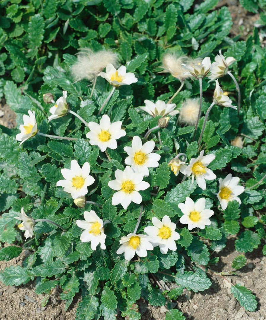 Pflanzen-für-dich.de Dryas x suendermannii, Silberwurz, immergrün, ca. 9x9 cm Topf