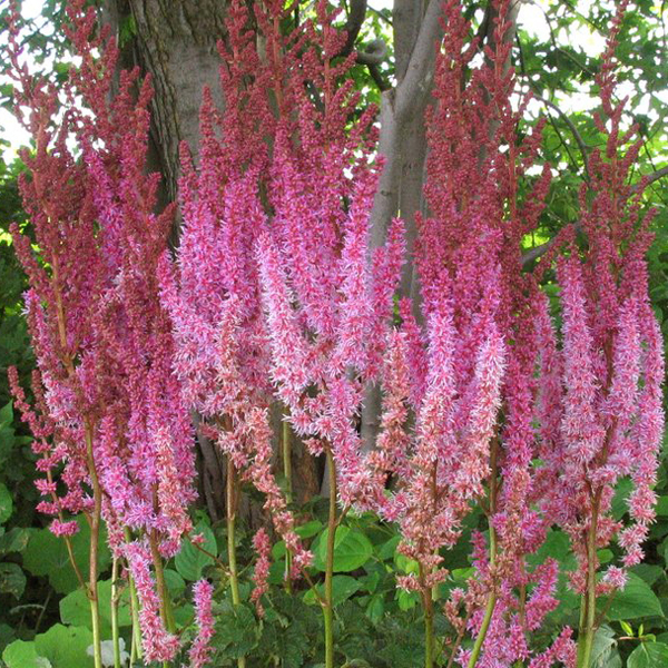 Arborix, grüner und billiger 6 x Lanzenspiere - Astilbe chinensis 'Superba' | Topf 9cm x 9cm ASCSUPER-113
