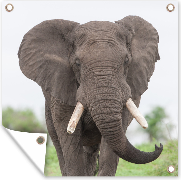 MuchoWow® 50x50 cm Outdoor-Poster Gartendeko Sichtschutz Garten Poster für den Garten Entgegenkommender Elefant 133|322823181