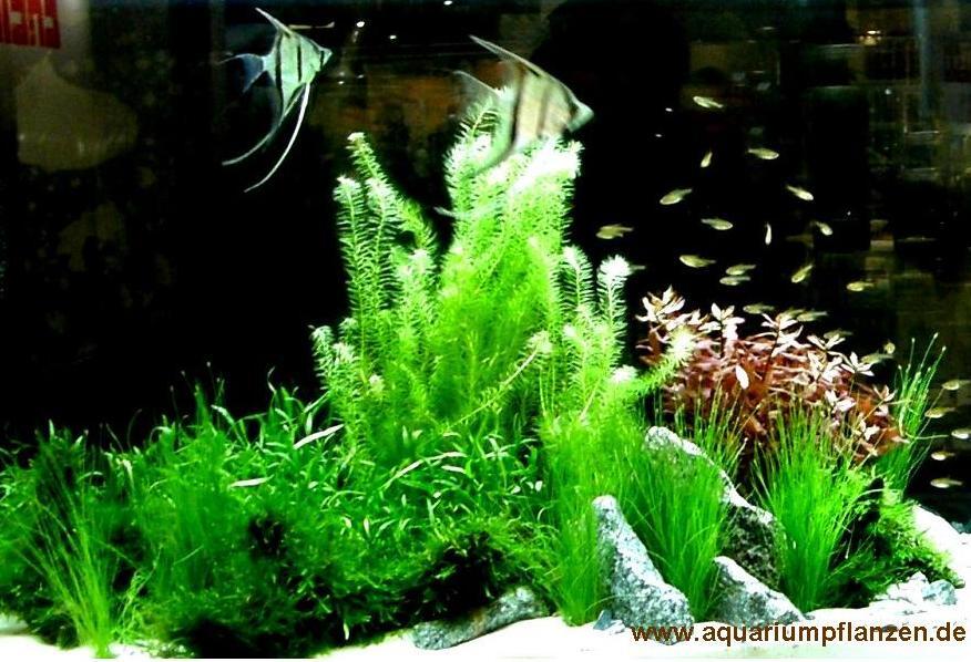 Mühlan Wasserpflanzen Aquarium Set 80-100 l ,Pflanzen, Kies, Deko (I) 1570