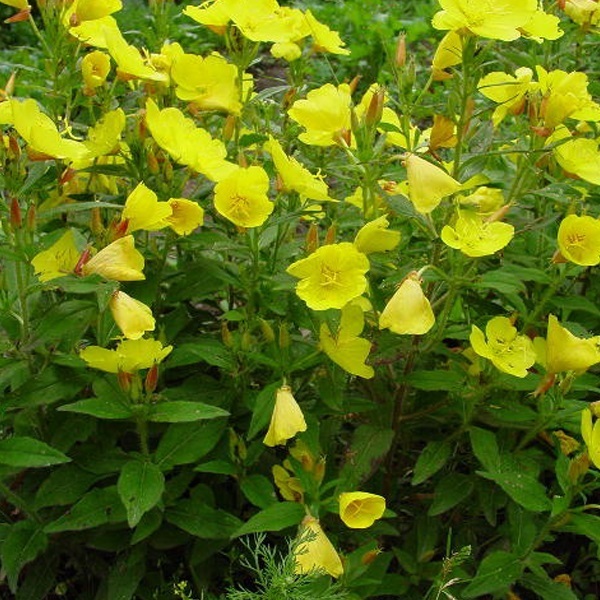 Arborix, grüner und billiger 6 x Nachtkerze 'Sonnenwende' - Oenothera fruticosa 'Sonnenwende' | Topf 9cm x 9cm | Topf 9 x 9cm OEFSONNE-113