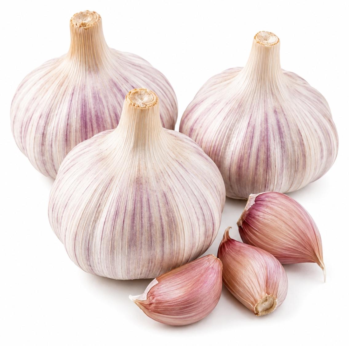 Samenshop24 Knoblauch Rustisem – 3 Pflanzknollen für aromatischen und ertragreichen Knoblauchanbau