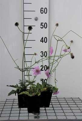 GRDplanten 6 x Scabiosa col. 'Pink Mist' - Skabiose - Topf 9 x 9 cm