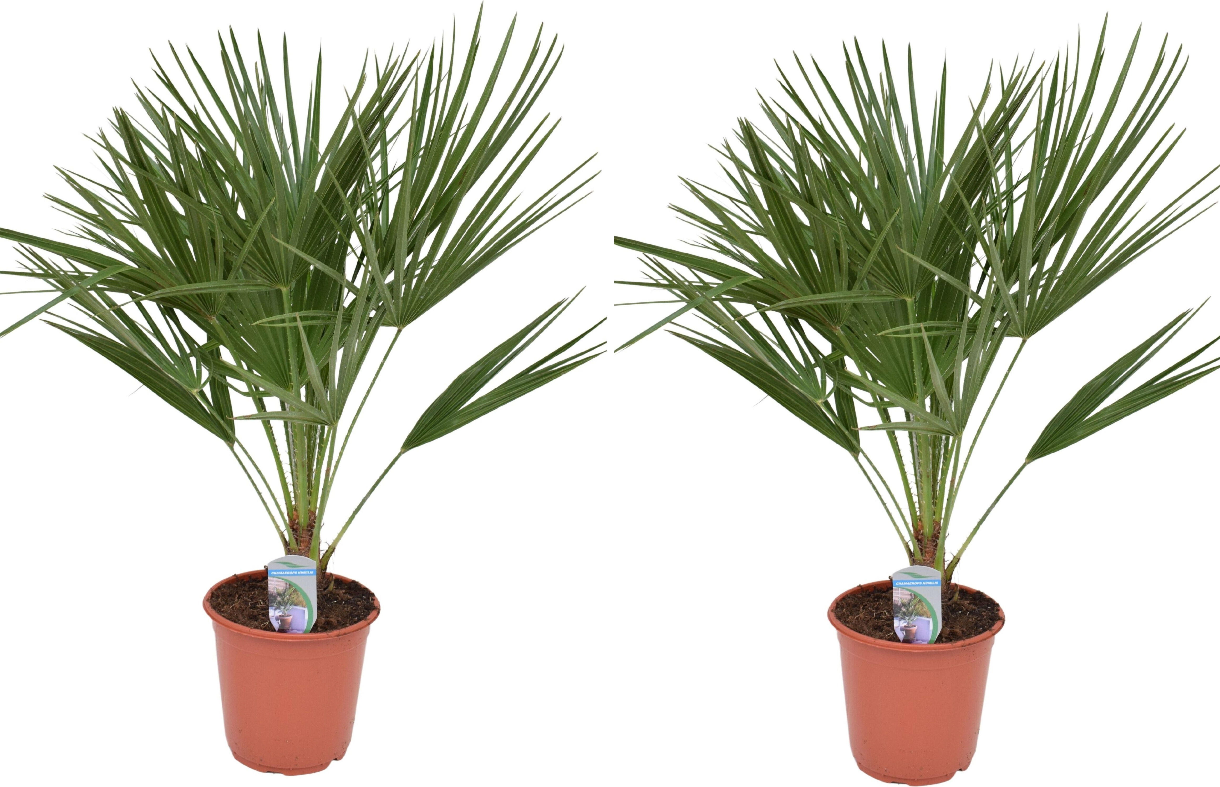 Blumen-Senf 2er Set Winterharte Zwergpalme 70-90 cm Chamaerops humilis Eine der kältetolerantesten Palmenarten in Europa