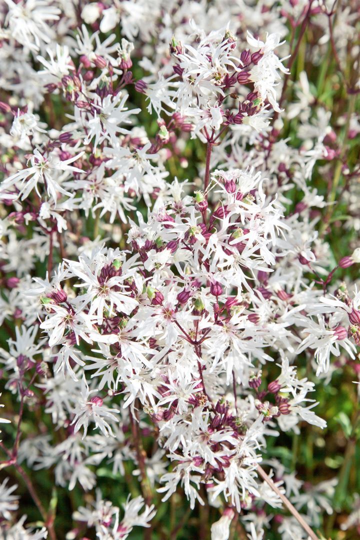 Pflanzen-für-dich.de Lychnis flos-cuculi 'White Robin', Kuckuckslichtnelke, weiß, ca. 9x9 cm Topf