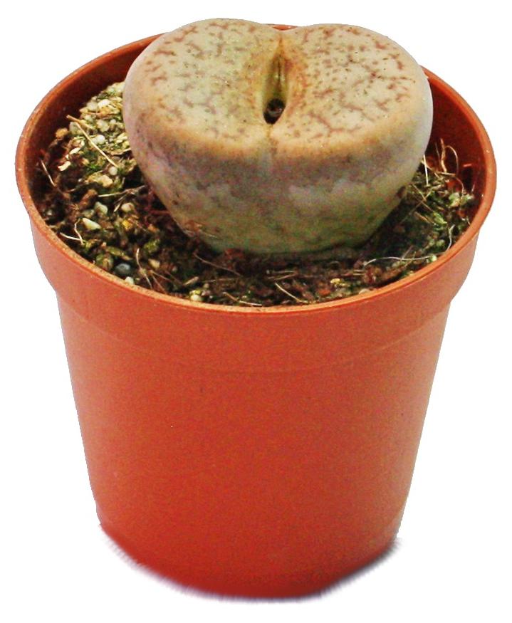 Exotenherz – Lithops – Lebendgestein – im 5,5-cm-Topf 1712201266