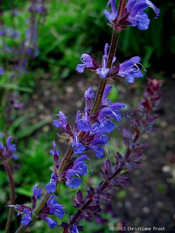 Fechner Pflanzen Zier-Salbei Mainacht, nachtblau, Bienenweide - Co. 2 L