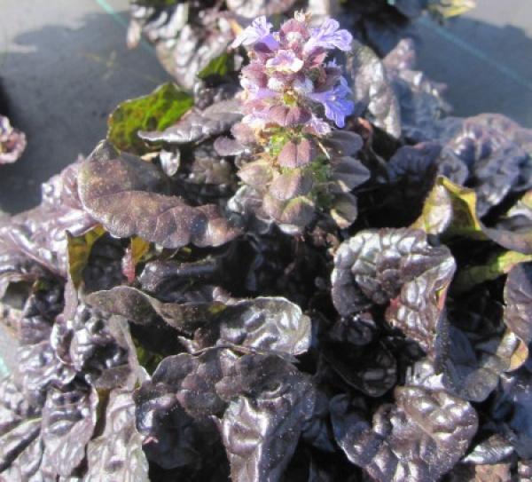 Baumschule Kriechender Rotblättriger Günsel - Ajuga reptans Black Scallop