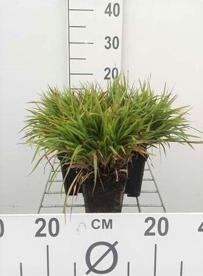 GRDplanten 6 x Luzula pil. 'Igel' - Hainsimse Igel - Topf 9 x 9 cm