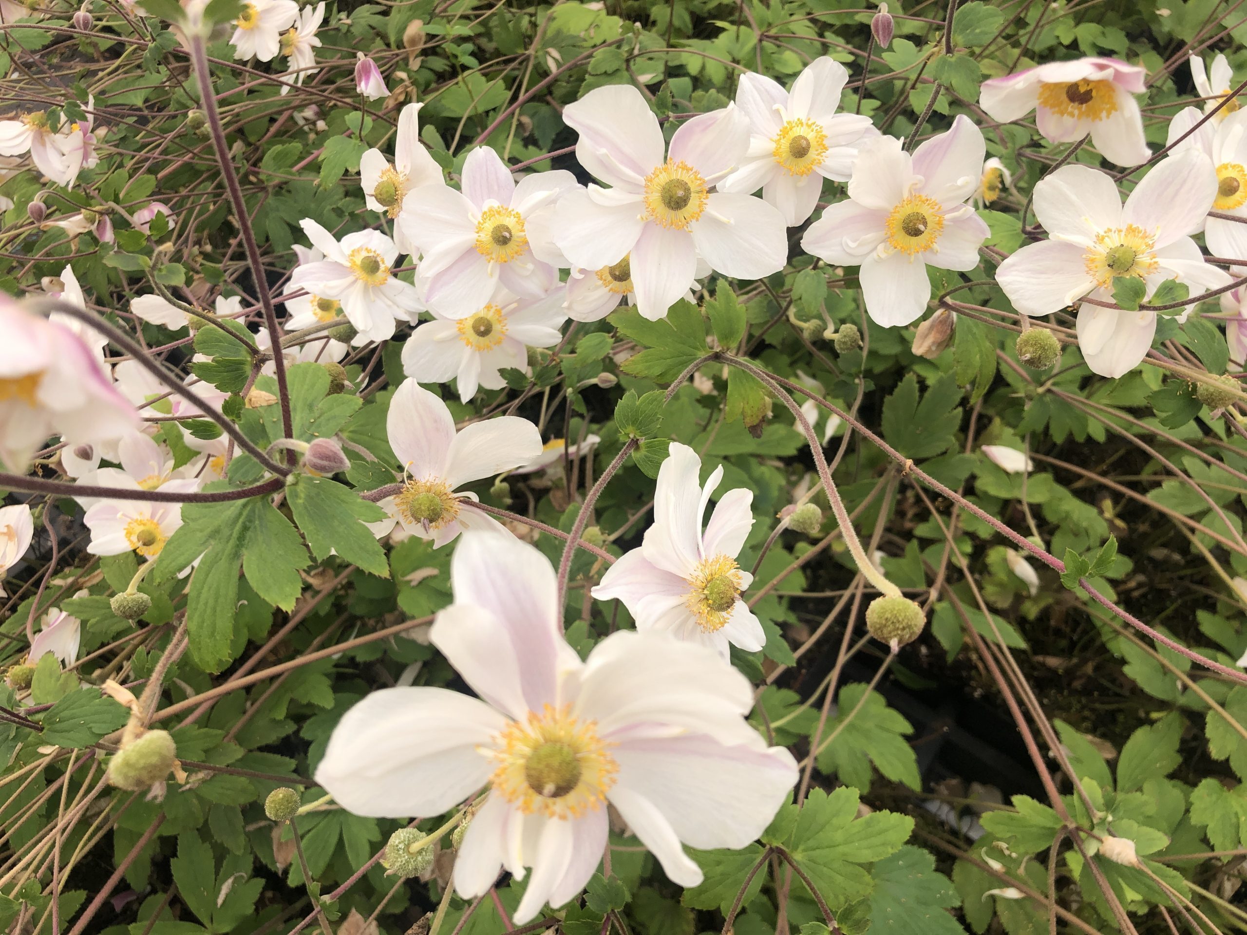 Brandless 6 x Anemone 'Dainty Swan' - Anemone im Topf 9x9 cm