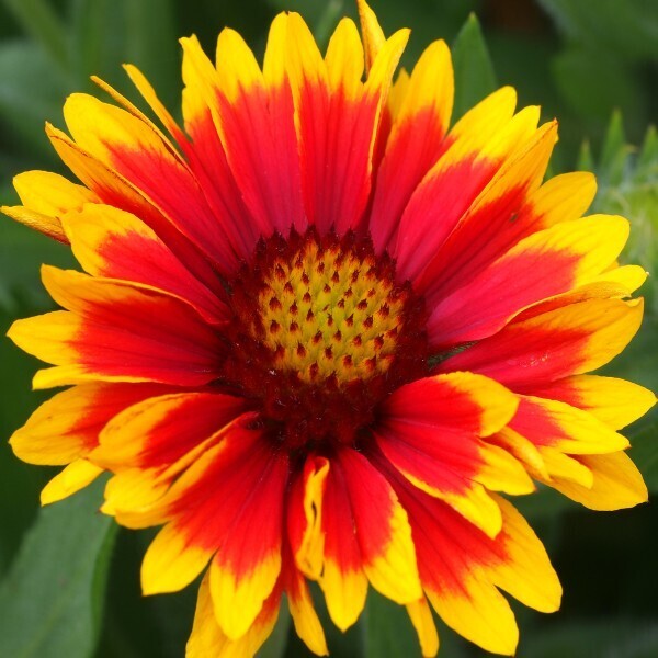 Arborix, grüner und billiger 6 x Kokardenblume 'Arizona Sun' - Gaillardia 'Arizona Sun' | Topf 9cm x 9cm GAASUN-113