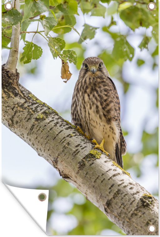 MuchoWow® 40x60 cm Outdoor-Poster Gartendeko Sichtschutz Garten Poster für den Garten Turmfalke auf einem Ast 133|29030947