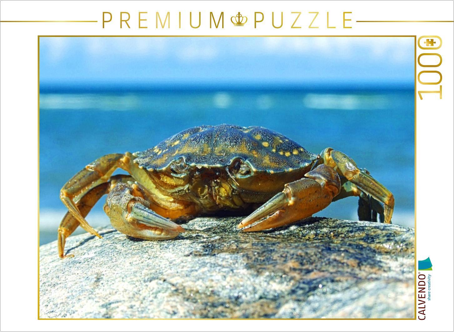 CALVENDO Puzzle Strandkrabbe | 1000 Teile Lege-Größe 64x48cm Foto-Puzzle für glückliche Stunden